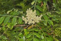 Winged Sumac, Rhus copallinum