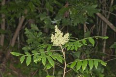 Winged Sumac, Rhus copallinum