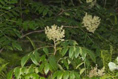 Winged Sumac, Rhus copallinum