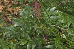 Winged Sumac, Rhus copallinum