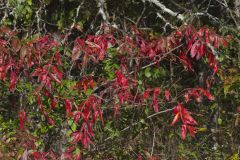 Winged Sumac, Rhus copallinum