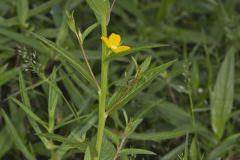 Wingleaf Primrose-willow, Ludwigia decurrens