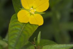 Wingleaf Primrose-willow, Ludwigia decurrens