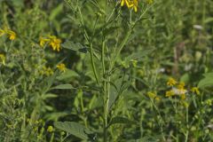 Wingstem, Verbesina alternifolia