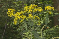 Wingstem, Verbesina alternifolia