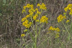 Wingstem, Verbesina alternifolia