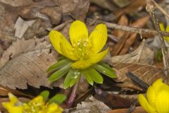 Winter Aconite, Eranthis hyemalis