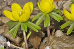 Winter Aconite, Eranthis hyemalis