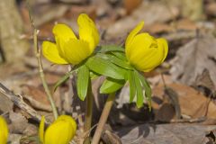 Winter Aconite, Eranthis hyemalis