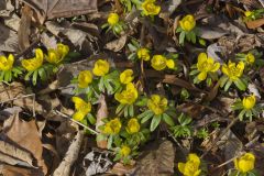 Winter Aconite, Eranthis hyemalis