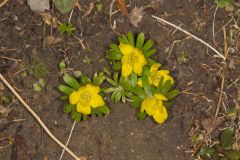 Winter Aconite, Eranthis hyemalis