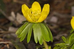 Winter Aconite, Eranthis hyemalis