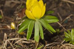 Winter Aconite, Eranthis hyemalis