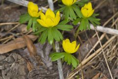 Winter Aconite, Eranthis hyemalis