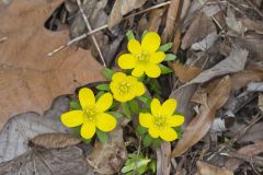 Winter Aconite, Eranthis hyemalis