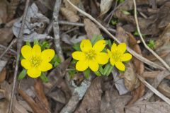 Winter Aconite, Eranthis hyemalis