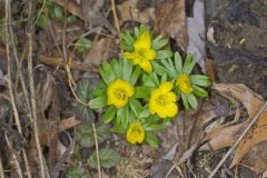 Winter Aconite, Eranthis hyemalis