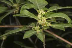 Winterberry, Ilex verticillata