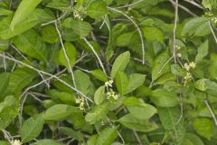Winterberry, Ilex verticillata