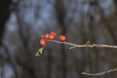 Winterberry, Ilex verticillata