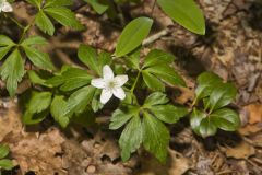 Wood Anemone, Anemone quinquefolia