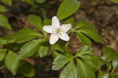 Wood Anemone, Anemone quinquefolia