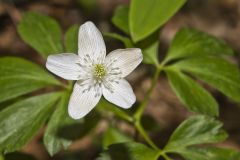 Wood Anemone, Anemone quinquefolia