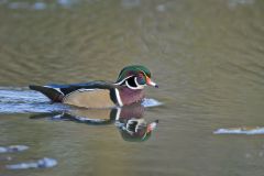 Wood Duck, Aix sponsa