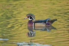 Wood Duck, Aix sponsa