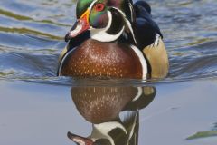 Wood Duck, Aix sponsa