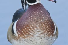 Wood Duck, Aix sponsa