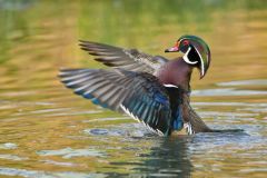 Wood Duck, Aix sponsa