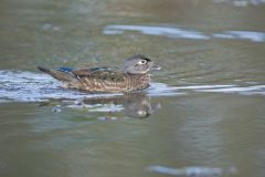 Wood Duck, Aix sponsa