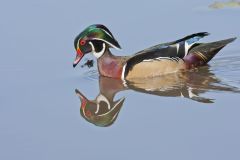 Wood Duck, Aix sponsa