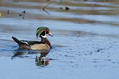 Wood Duck, Aix sponsa