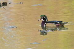 Wood Duck, Aix sponsa