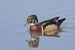 Wood Duck, Aix sponsa