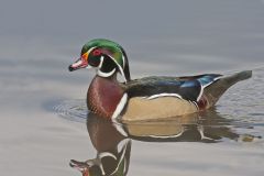 Wood Duck, Aix sponsa