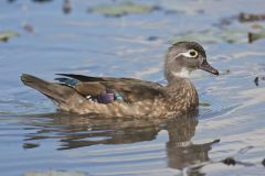 Wood Duck, Aix sponsa