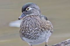 Wood Duck, Aix sponsa