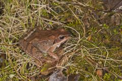 Wood Frog, Lithobates sylvaticus