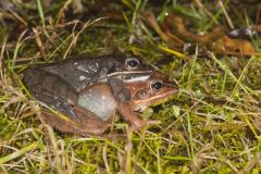 Wood Frog, Lithobates sylvaticus