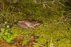 Wood Frog, Lithobates sylvaticus