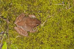 Wood Frog, Lithobates sylvaticus