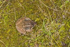 Wood Frog, Lithobates sylvaticus