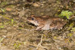 Wood Frog, Lithobates sylvaticus