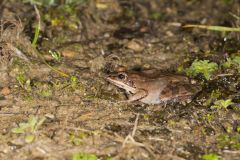 Wood Frog, Lithobates sylvaticus