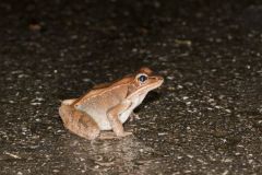 Wood Frog, Lithobates sylvaticus