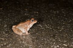 Wood Frog, Lithobates sylvaticus