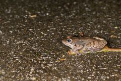 Wood Frog, Lithobates sylvaticus